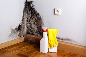 Mold Odor Removal Services in Sibley, IA